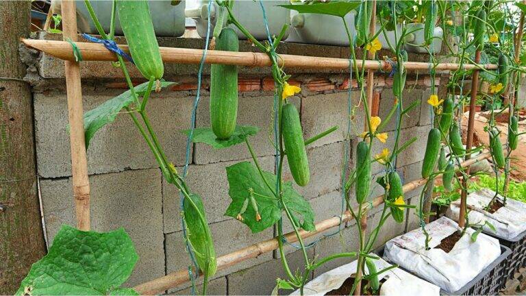 This simple technique transforms your garden into a cucumber paradise…