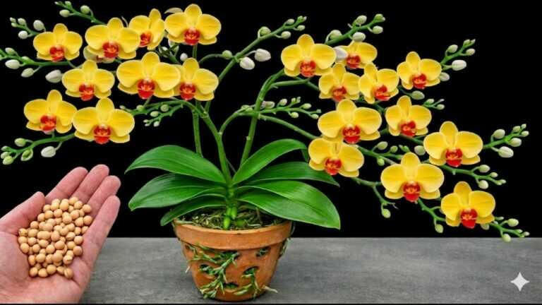 Tylko jedna łyżka! Uschnięte gałęzie orchidei zakwitają wieloma nowymi kwiatami