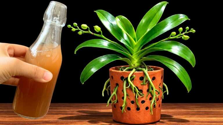 Tylko 1 butelka tygodniowo! Orchidee nagle wypuszczają korzenie i pędy kwiatowe