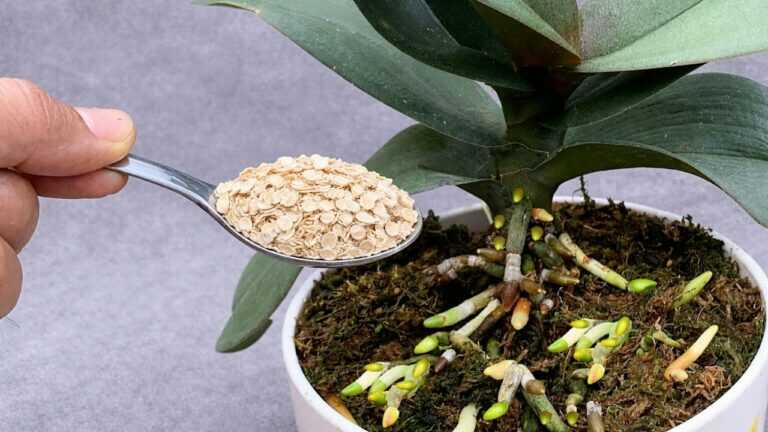 Tylko jedna łyżeczka! Zobacz, jak orchidea rośnie 1001 korzeni i pięknie kwitnie