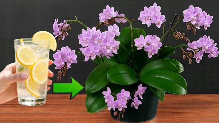 Daj tylko jedną filiżankę! Orchidea bez kwiatów nagle wykiełkowała i zakwitła szaleńczo