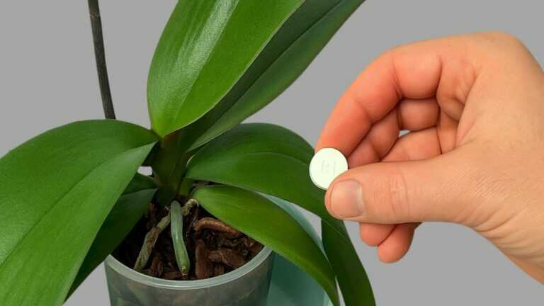 Miracolo dell’Orchidea con Vitamina B1 – Coltiva, Rivitalizza e Fiorisci Tutto l’Anno!