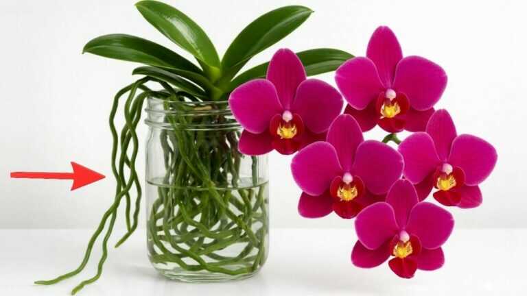Smetti di usare il terriccio per orchidee! Questo metodo fa crescere nuove radici rapidamente e fiorisce di più
