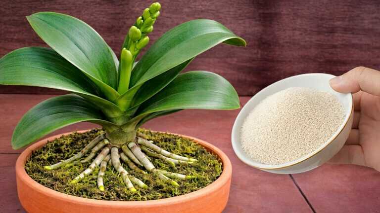 Cospargi 1 cucchiaino! Improvvisamente l’orchidea ha sviluppato 1001 radici e ha fiorito super fiori