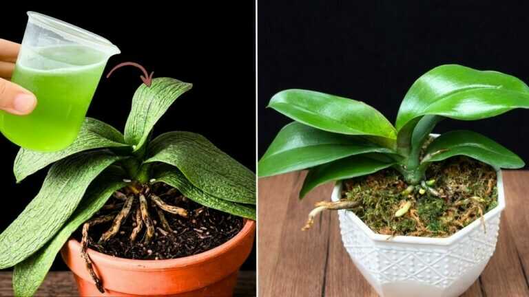 Weak Orchid? Just 1 Glass a Week Changed Everything (Real Results)