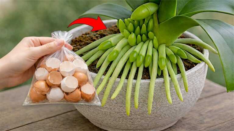 Only Eggshells! Powerful Natural Fertilizer for Strong Roots and Continuous Blooms
