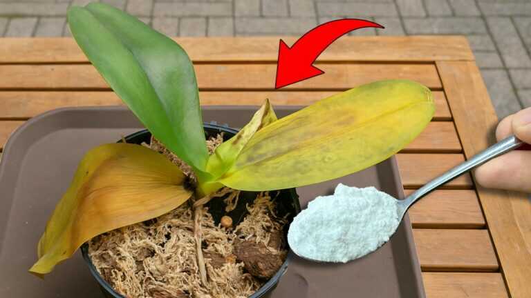Sprinkle 1 spoon! Suddenly the orchid miraculously revives and blooms