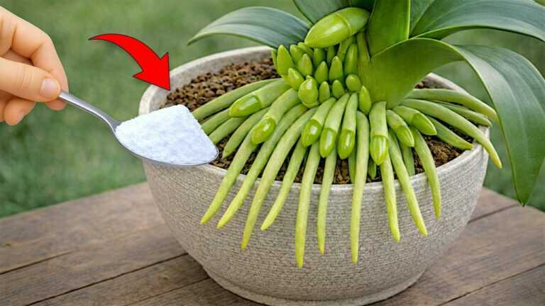 Just 1 spoon! The orchid suddenly sprouts many flower branches.