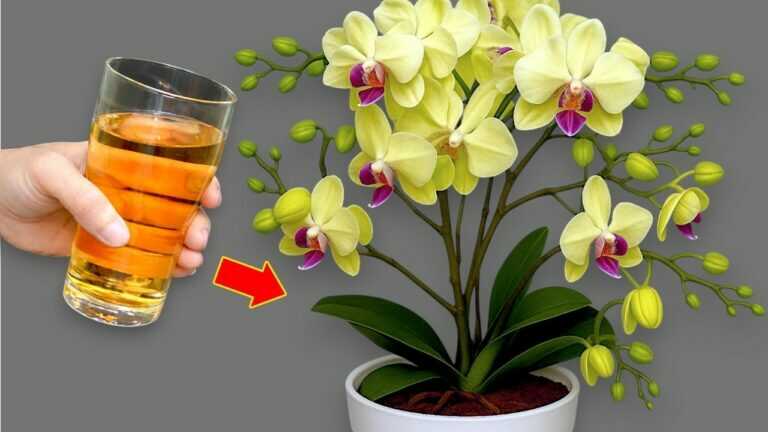 Treasure for orchids! Just pour 1 spoon into the roots and even the weakest will become stronger