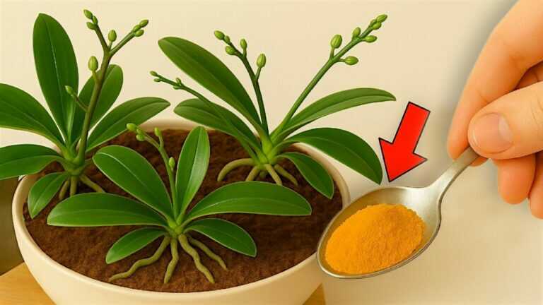Just sprinkle 1 spoonful on top! Orchids bloom immediately and bloom all year round!