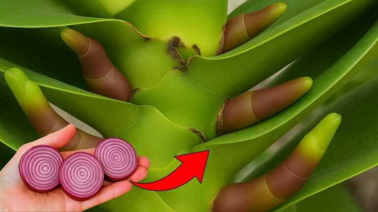 Tylko jeden cienki plasterek tygodniowo! Nagle twoja orchidea produkuje 500% więcej gałązek kwiatowych