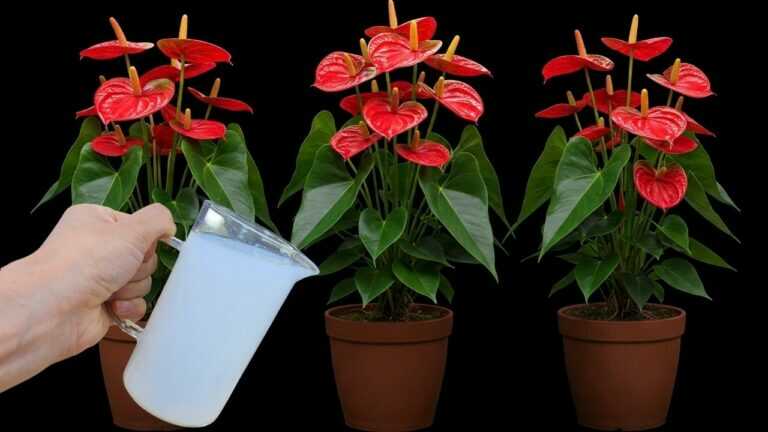 Tylko 1 ząbek czosnku, Anthurium jest zdrowy i kwitnie wieloma magicznymi kwiatami