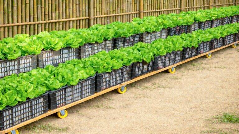 This forgotten trick transforms old crates into mobile lettuce gardens…