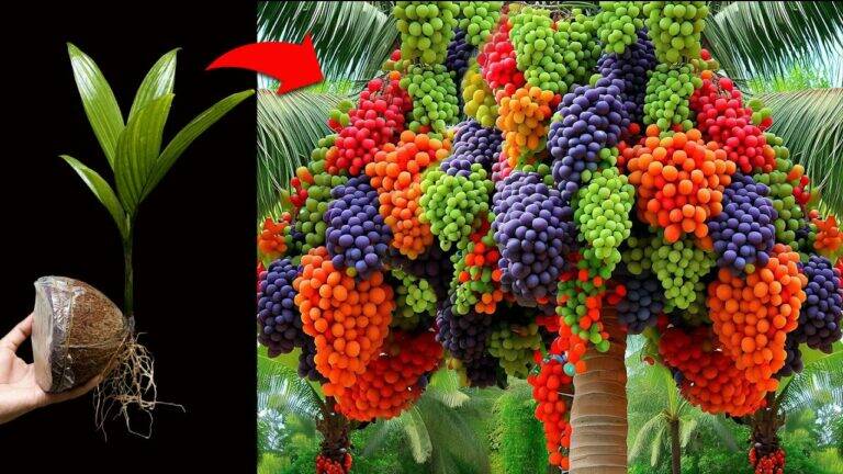 This simple trick transforms coconuts into delicious grape-fruit hybrids… you won’t…