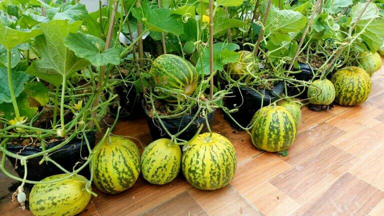 An old trick to grow melons on your terrace… the results will amaze you!