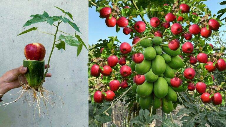 This simple technique allows you to grow papaya and apple from one stem…