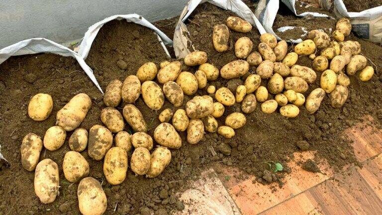 This simple method transforms your terrace into a potato paradise…