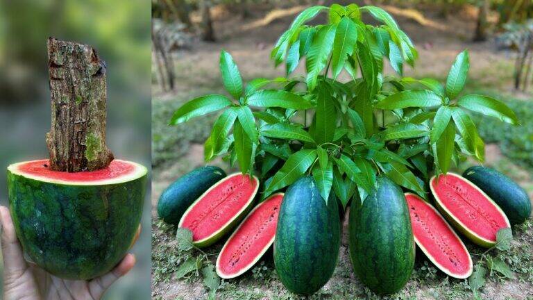 An old trick for growing mango-watermelon trees from scraps you’ll want to try…