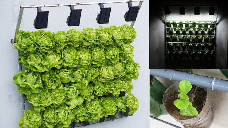 This simple technique transforms any wall into a lush lettuce garden…
