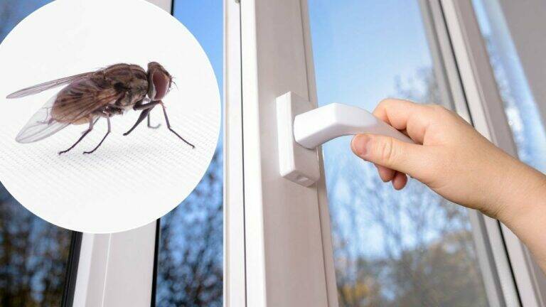 This simple trick at your window can transform your home into a fly-free zone…