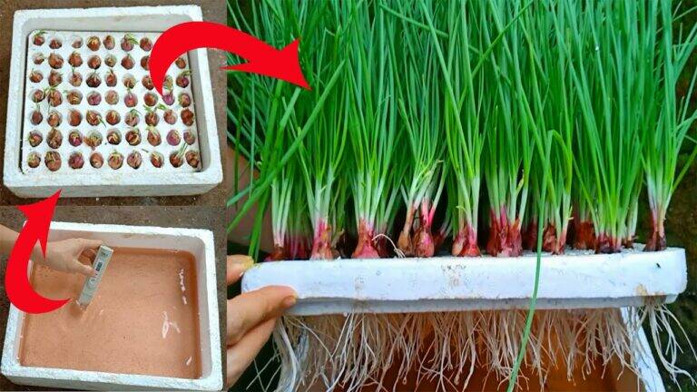 An old trick for growing hydroponic onions at home that transforms your kitchen garden…