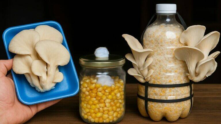 This forgotten trick transforms store-bought mushrooms into a thriving home garden…