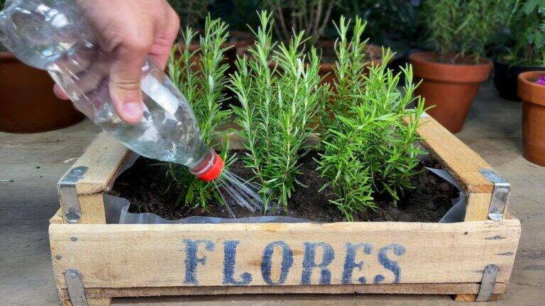 This simple trick transforms rosemary cuttings into a lush garden forever…