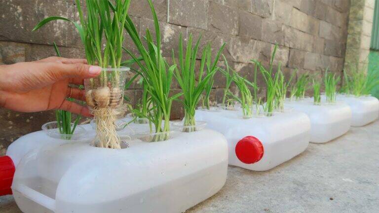 This simple method transforms plastic cans into thriving garlic gardens…