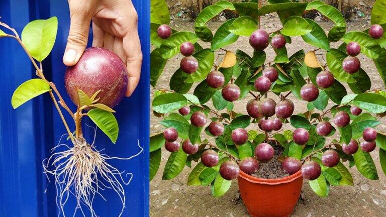 This forgotten trick makes growing star apple trees so easy… you’ll be amazed!