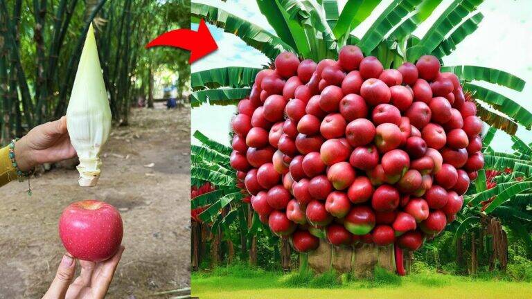 This simple method transforms banana plants into heavy fruit bearers…