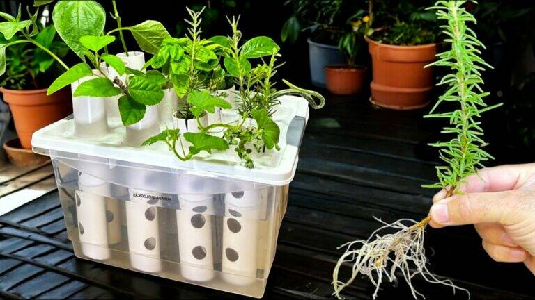 This simple technique transforms water into a root-making powerhouse…