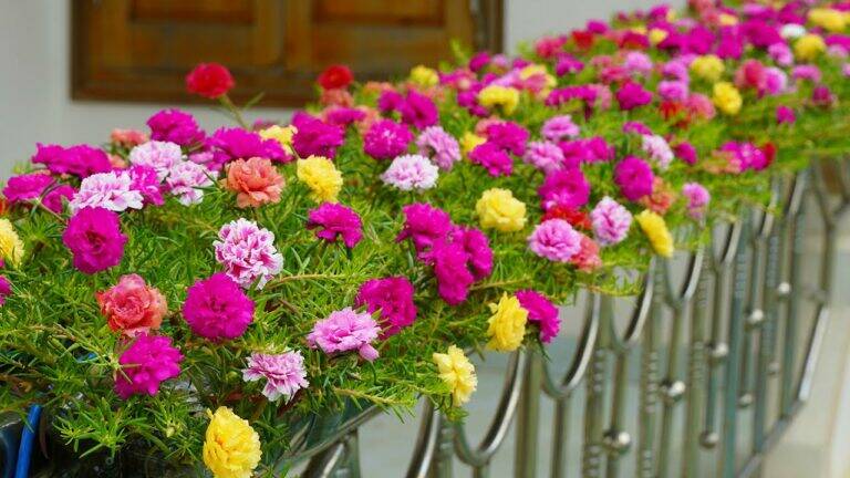 An old trick to transform your balcony with stunning Portulaca blooms…
