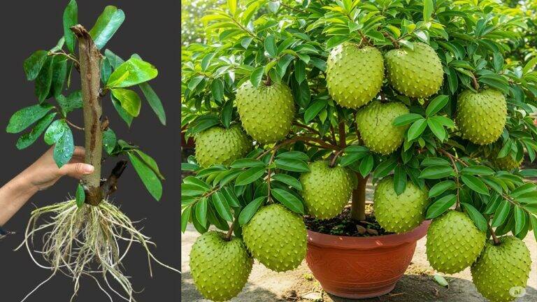 This simple trick transforms your garden and yields soursop in no time…