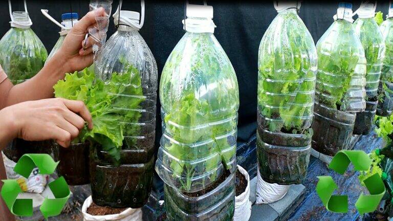 This simple setup transforms your space into a lush mini greenhouse…