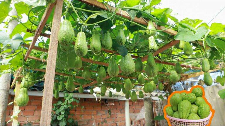This simple way to grow chayote can transform your terrace into a fruit paradise…