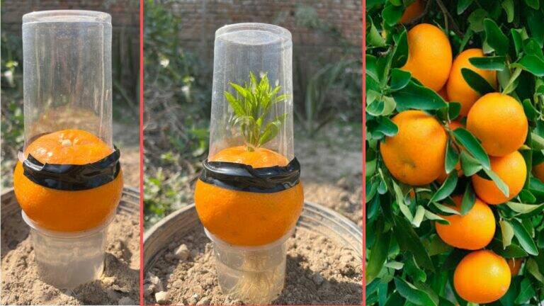 This unique garlic trick transforms any space into a thriving orange orchard…