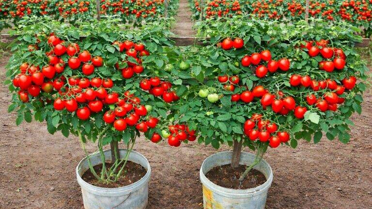 This simple container method transforms your space into a vibrant tomato garden…