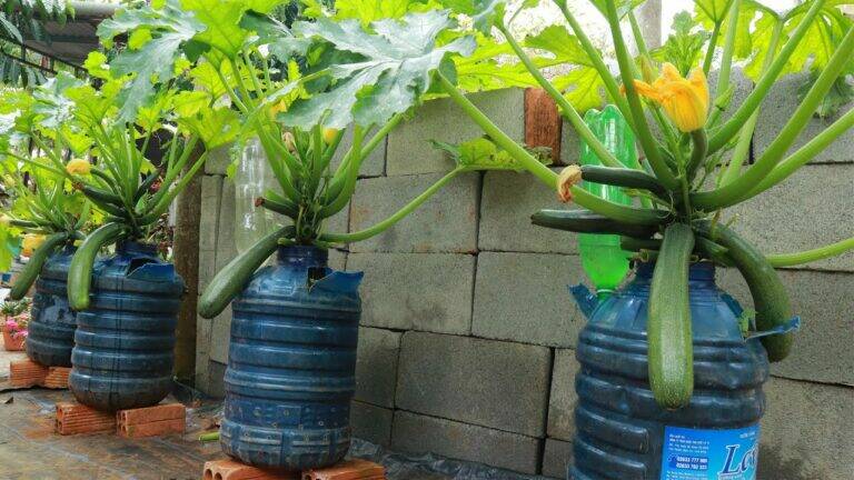 This simple method transforms a small space into a thriving zucchini garden…