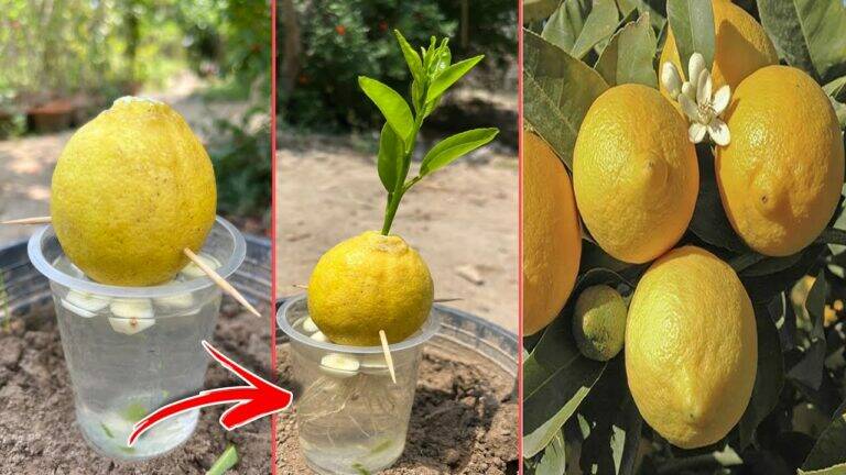 This simple trick turns kitchen scraps into a thriving lemon tree …