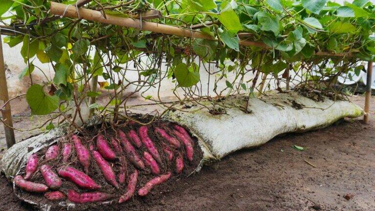 This simple method transforms your sweet potatoes into a harvest of giant tubers…
