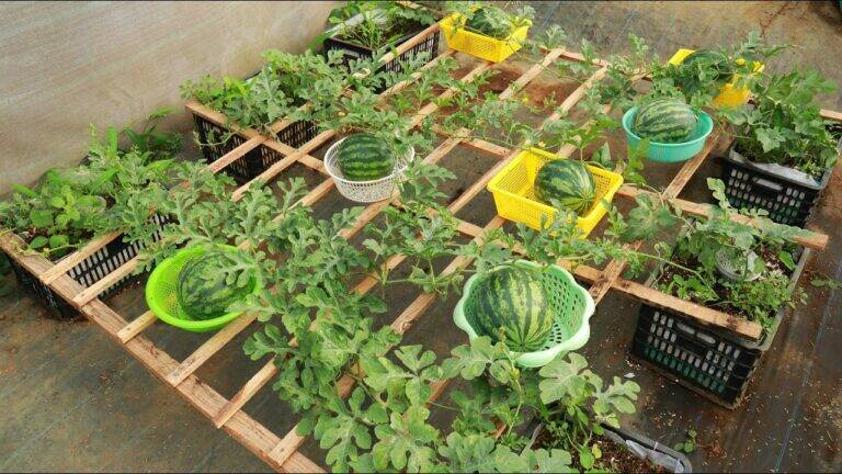 This simple trick transforms your garden into a watermelon paradise…