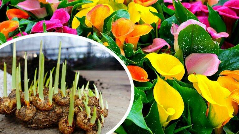This simple method brings stunning color to your garden with calla lily bulbs…
