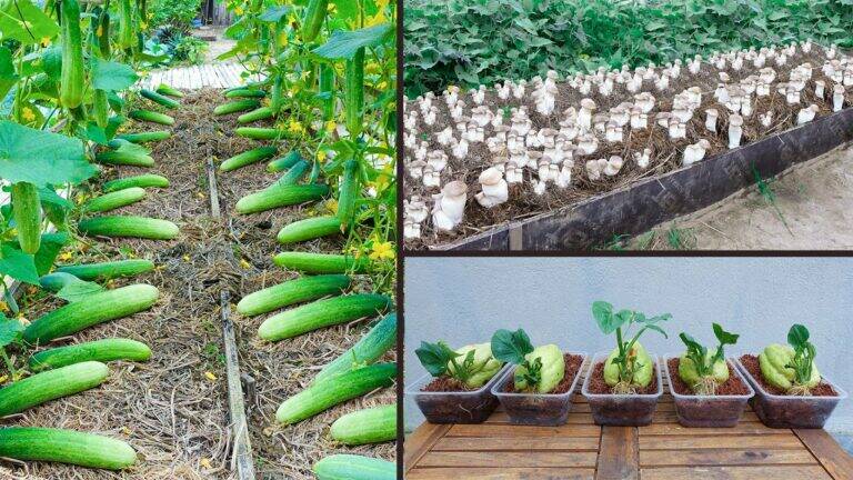 This simple method transforms your garden into a lush paradise… you’ll be amazed!