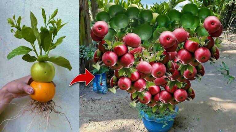 This simple technique transforms your garden by grafting fruit trees… discover the magic!