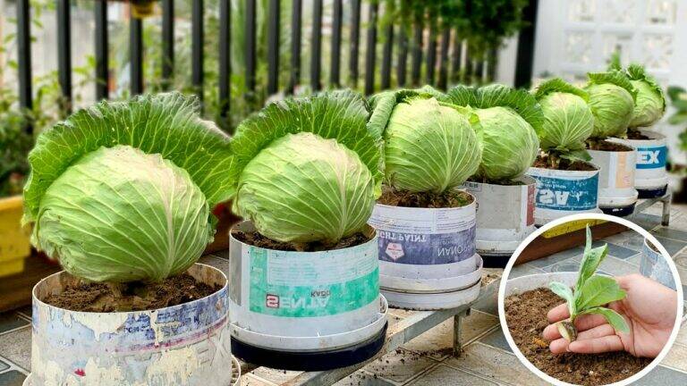 This forgotten trick turns old cabbage stumps into fresh veggies… discover how!