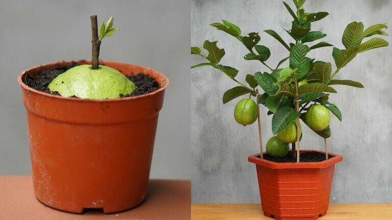 This simple gesture can turn your guava trees into a bountiful harvest…