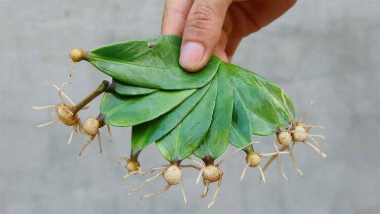 This simple trick transforms leaves into thriving plants… discover how to do it!
