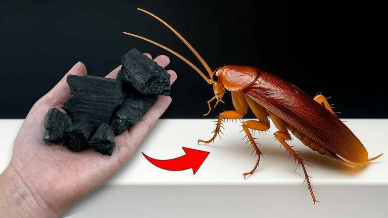 This simple method turns your home into a cockroach-free zone with just charcoal…
