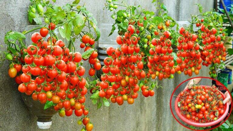 This simple wall method transforms small spaces into thriving tomato gardens…