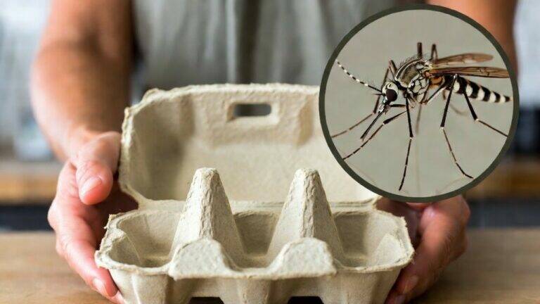 This simple trick transforms egg cartons into a powerful mosquito repellent…